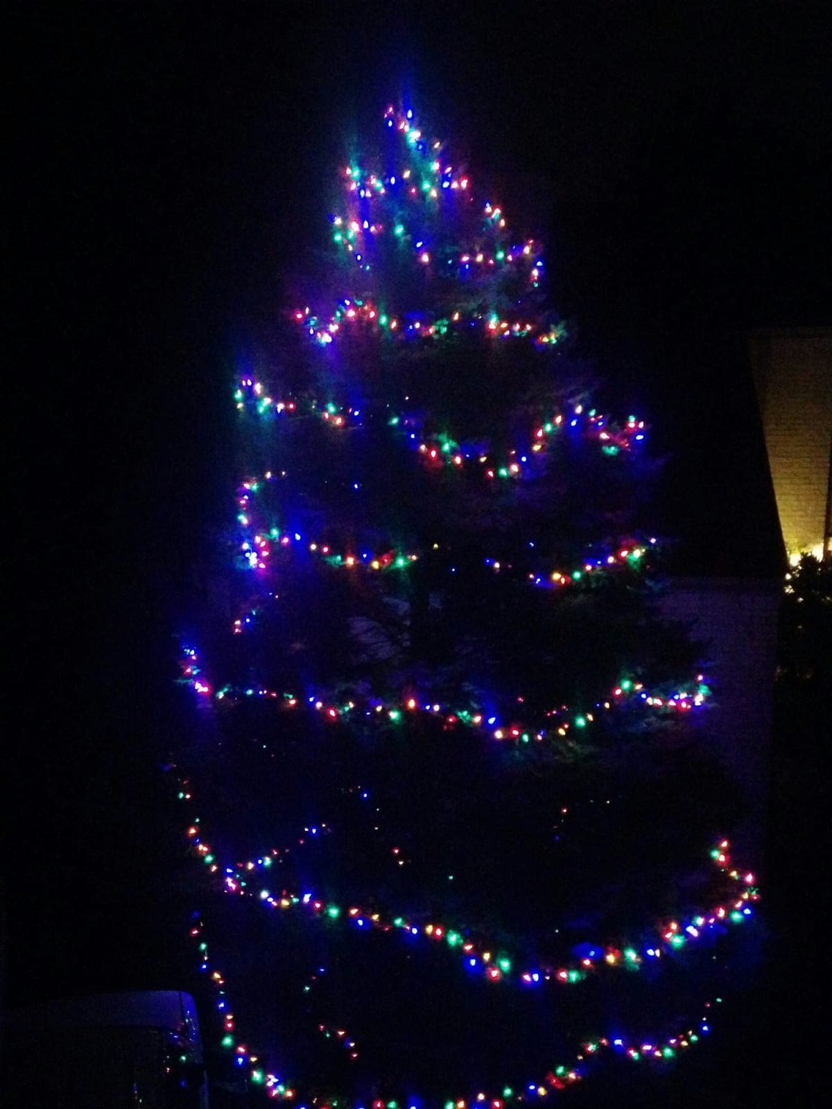 Outdoor evergreen tree lit with multicoloured Christmas lights against a dark night sky