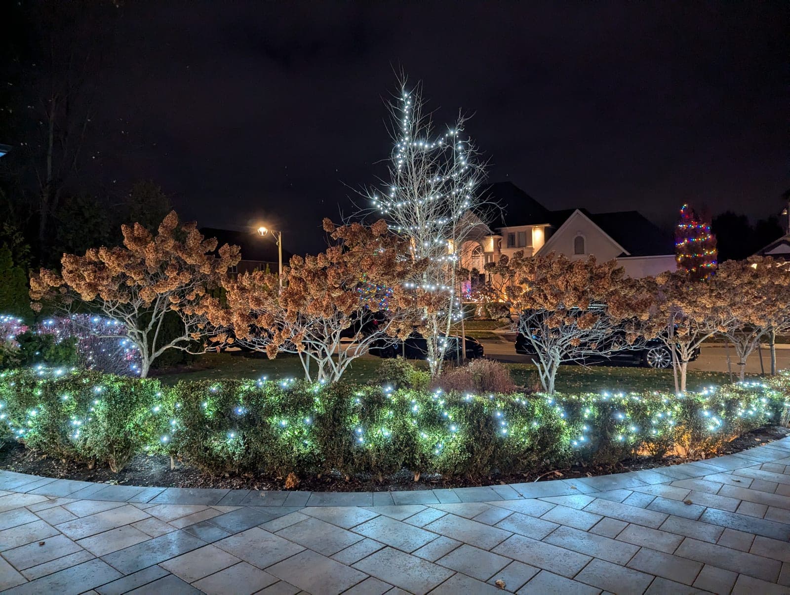Front-yard hedges covered in cool-white net lights with a light-wrapped tree against a night sky