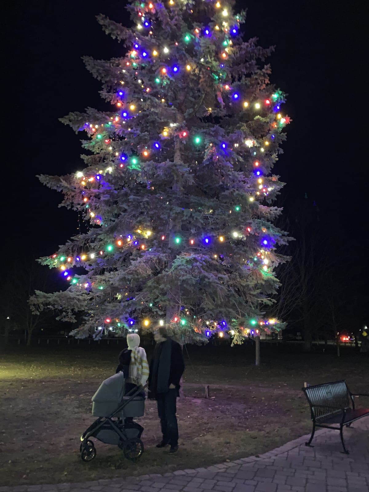 Giant evergreen covered in multicoloured Christmas lights at night in a park.