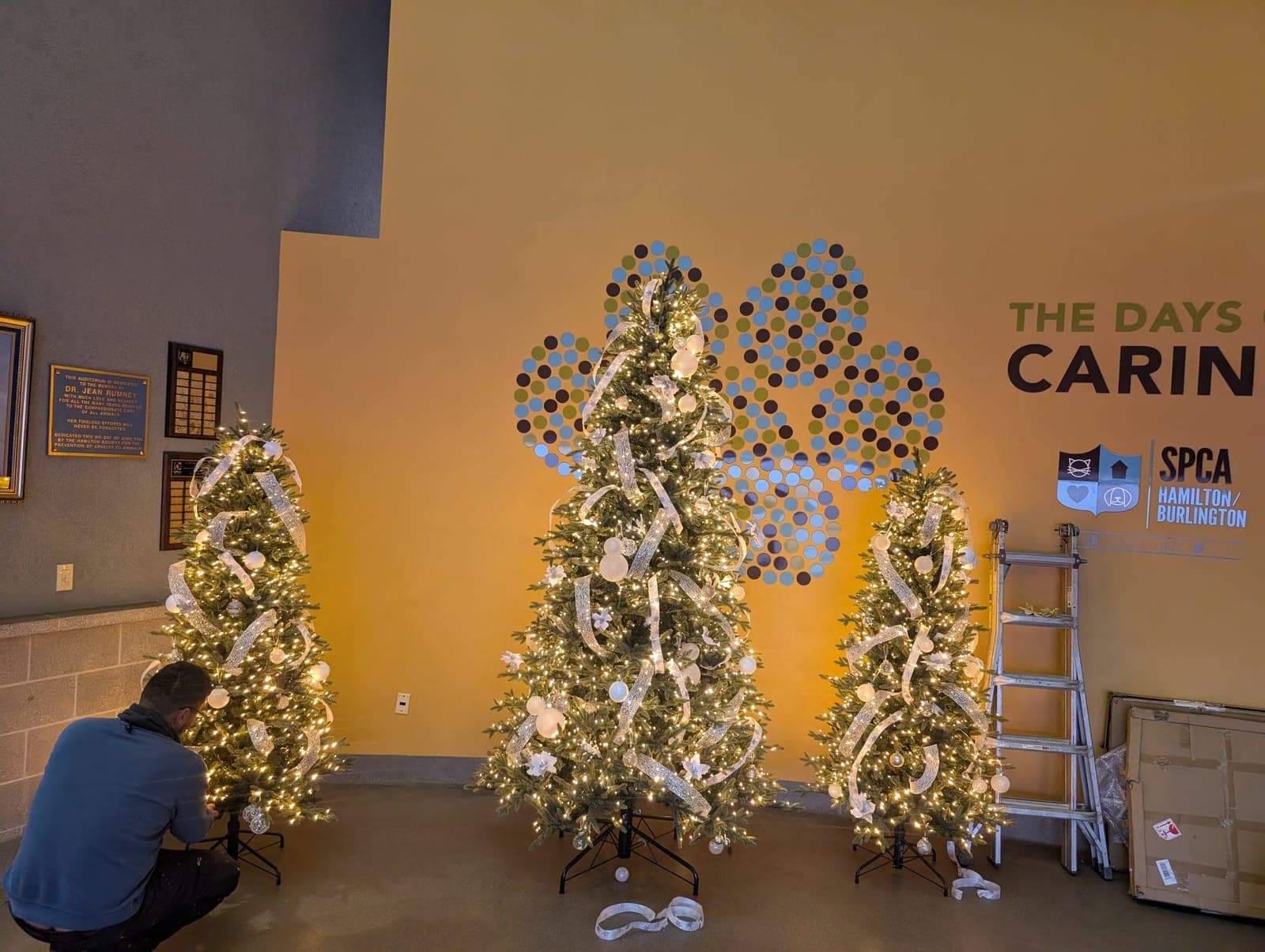 Installer setting up and decorating a row of pre-lit Christmas trees in a commercial lobby.