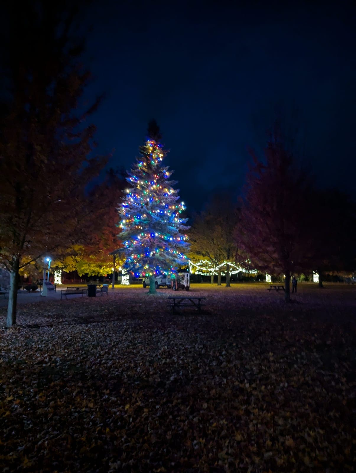 Municipal park Christmas tree lit with multicolour lights among trees on an autumn evening