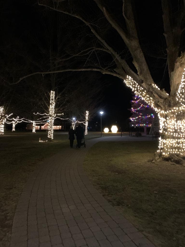 Mature park trees wrapped in warm white Christmas lights lining a brick walking path on a winter evening.