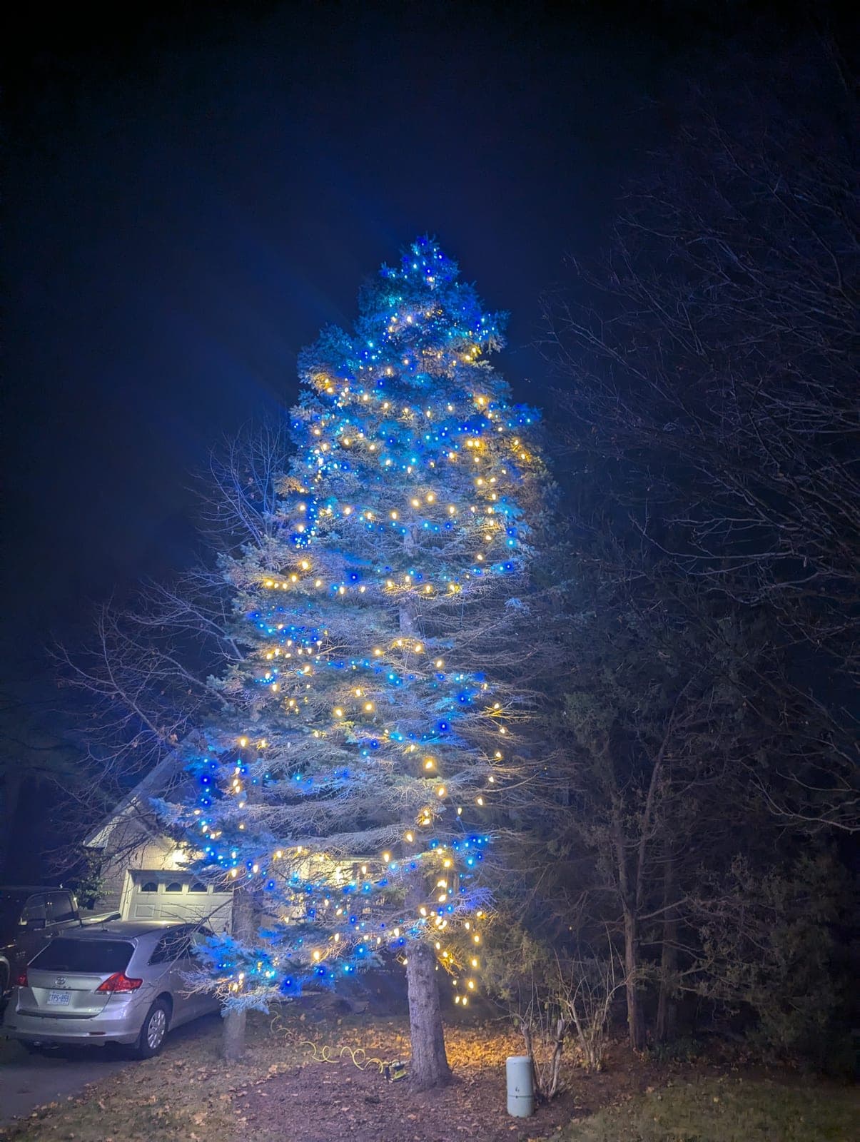 Tall evergreen decorated with blue and warm-white Christmas lights in a front yard at night
