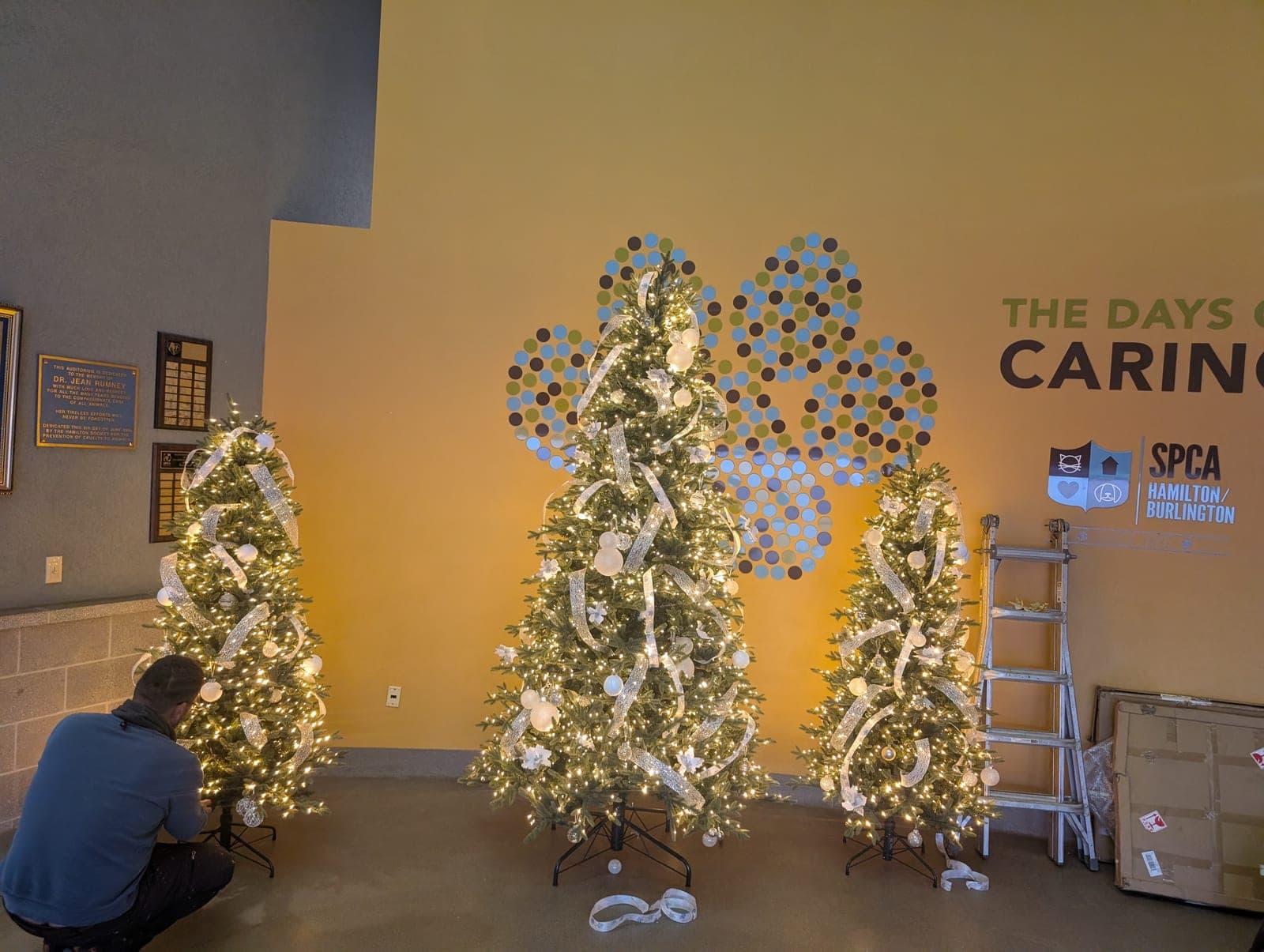 Worker installing warm-white pre-lit Christmas trees against a feature wall inside a commercial venue.
